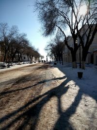 Shadow of bare trees on footpath