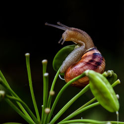 Close-up of snail on plant