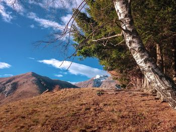 Plants growing on land against sky