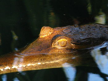 Close-up of turtle swimming in lake