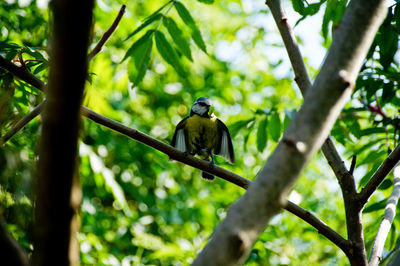 Low angle view of bluetit perching on tree