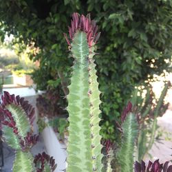 Close-up of succulent plant