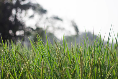 Close-up of grass growing in field