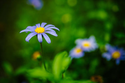 Close-up of flower blooming outdoors