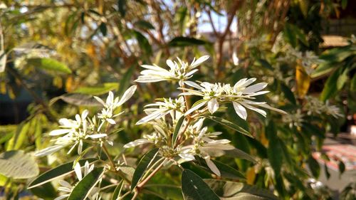 Close-up of flowers blooming on tree