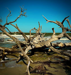 Bare tree by driftwood against clear sky