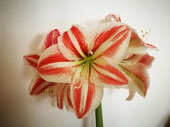 Close-up of red flower