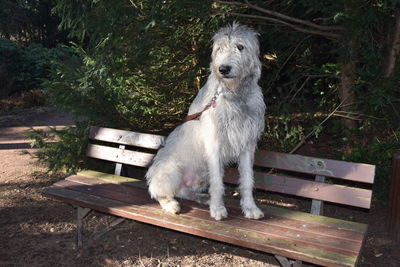 Dog sitting on wood