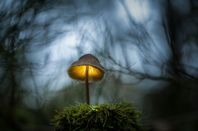 Fantasy mushrooms glowing in a dark magical enchanted woodland.