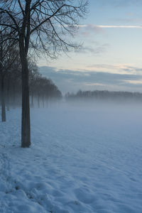 Bare trees on snow covered field against sky during sunset