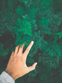 High angle view of hand touching tree