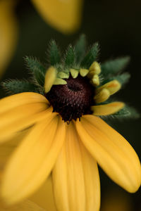 Close-up of yellow flower