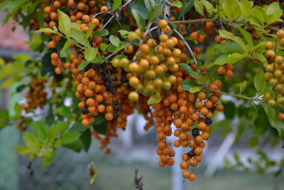 Low angle view of fruits growing on tree