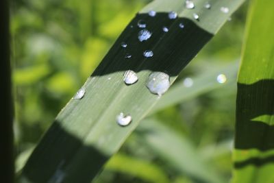 Close-up of raindrops on leaves