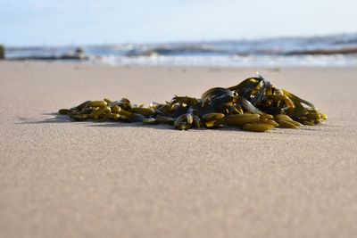 Close-up of sea weed on sand