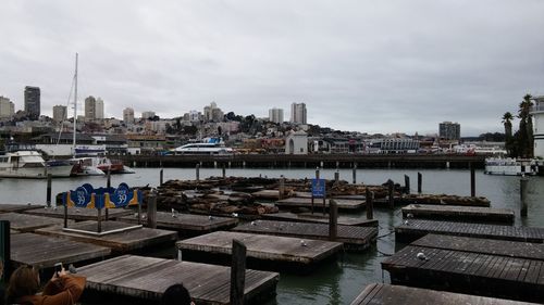 Sea lions relaxing on pier 39