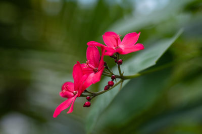 Close-up of pink flowering plant