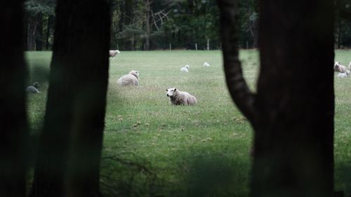 Sheep on tree trunk