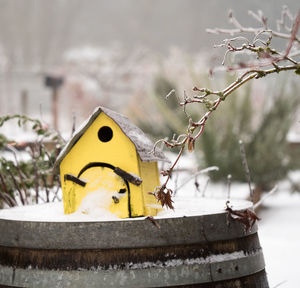 Close-up of yellow horse in winter