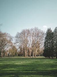 Trees on field against clear sky