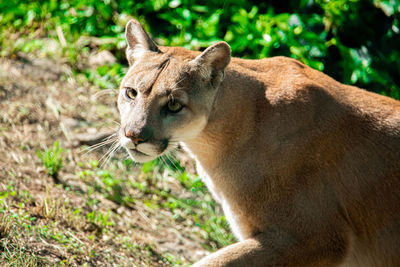Close-up of a cat looking away