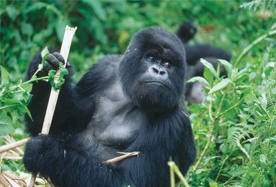 Close-up of gorilla looking away amidst plants