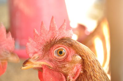 Close-up of a bird