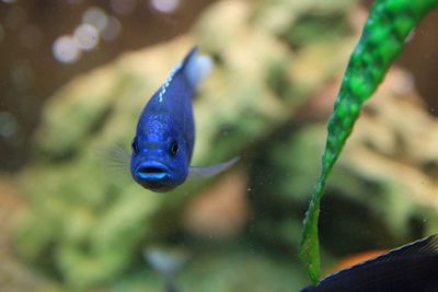 Close-up of fish swimming in sea