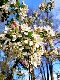 Low angle view of cherry blossoms in spring