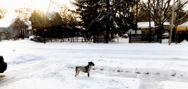 Dog standing on snow covered field