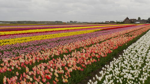 Scenic view of colorful stripes of tulips on field against cloudy sky