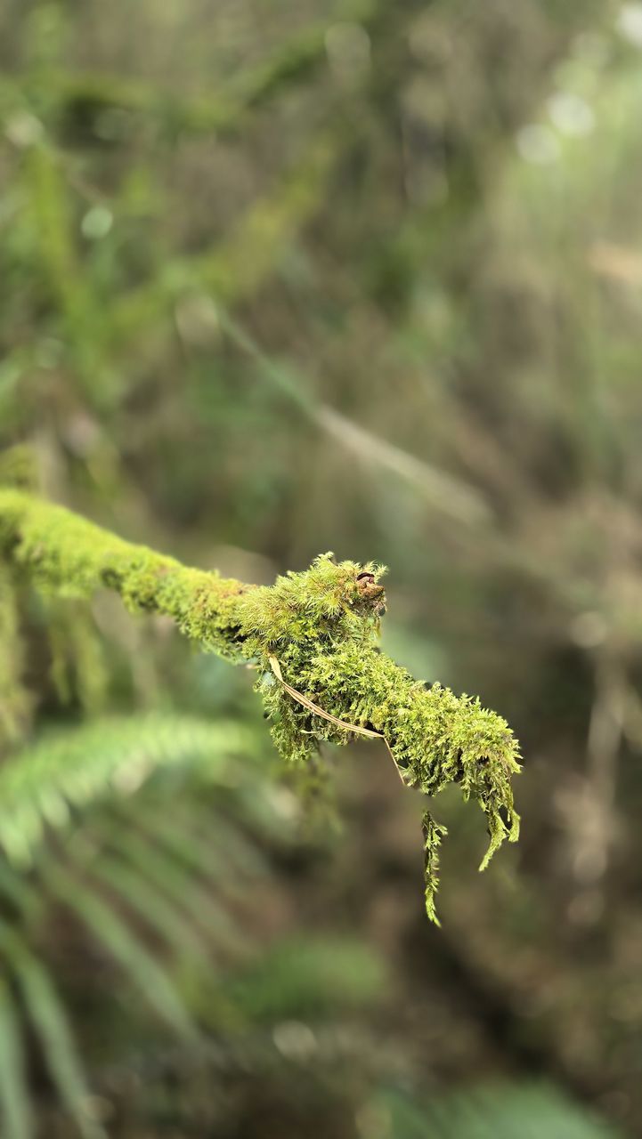 plant, animal wildlife, animal, nature, animal themes, no people, flower, wildlife, green, tree, one animal, close-up, forest, outdoors, land, environment, beauty in nature, grass, day, leaf, focus on foreground, growth, selective focus, macro photography, coniferous tree, plant part, social issues