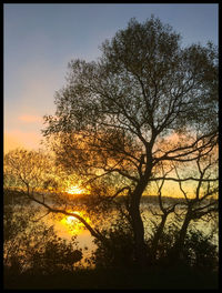 Sun shining through trees