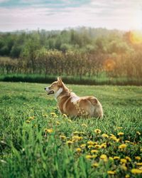 View of a dog on field