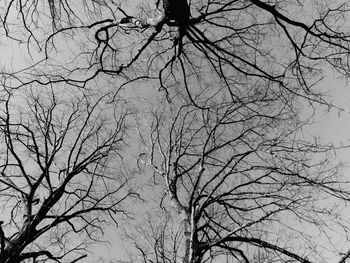 Low angle view of silhouette bare trees against sky