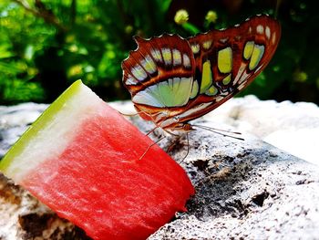 Close-up of butterfly on fruit