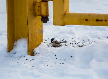 High angle view of bird on snowy field