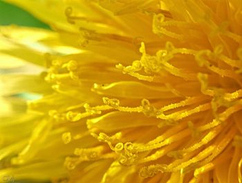 Extreme close up of yellow flower