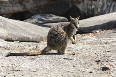 Dog in the background