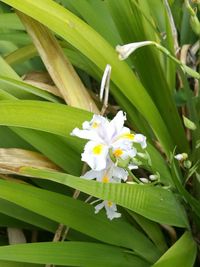 Close-up of flowers and leaves