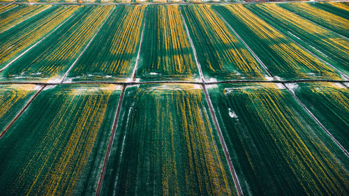 Full frame shot of agricultural field