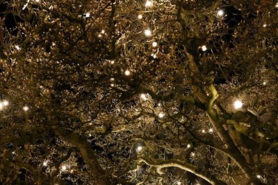 Low angle view of illuminated christmas lights hanging on tree