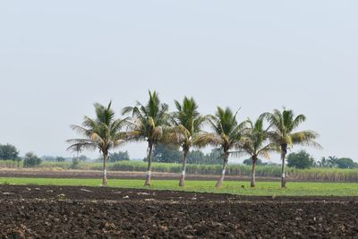 Trees on field against clear sky