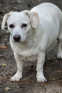 Close-up portrait of dog on field