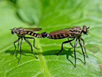 Close-up of insects mating on leaf