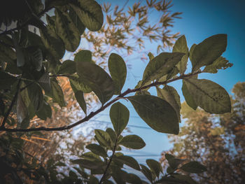 Low angle view of leaves on tree against sky