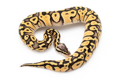 Close-up of a turtle on white background