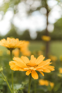 Close-up of yellow flowering plant on field