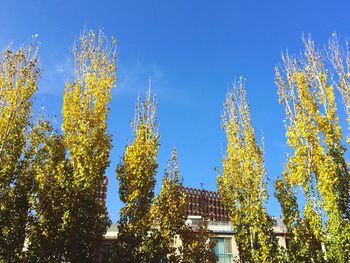 Low angle view of trees against clear blue sky