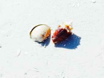 Close-up of seashell on sand